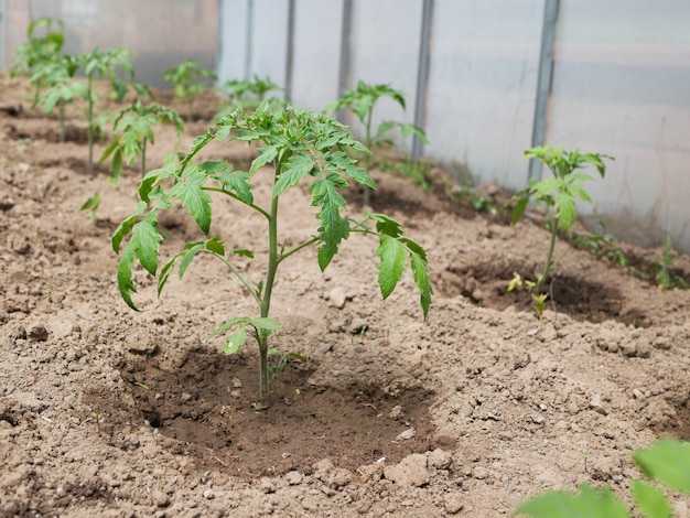 Lits de jeunes buissons de tomates.