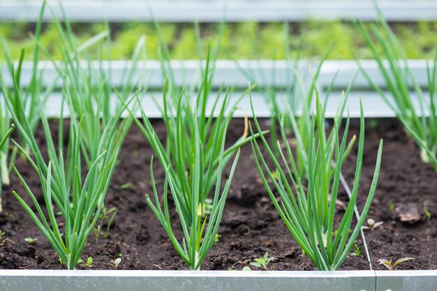 Lits avec oignons betteraves et concombres dans un potager rustique closeup focus sélectif