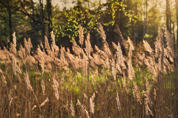 Lits De Roseaux à La Lumière Du Soleil Le Fond Naturel Lits De Roseaux Ensoleillés Un Jour De Printemps Mise Au Point Douce Sélective Sur Les Roseaux Soins Pour La Forêt Naturelle