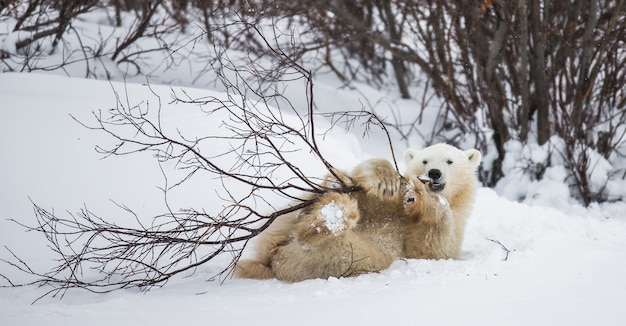 Little Bear joue avec une branche dans la toundra. Canada.