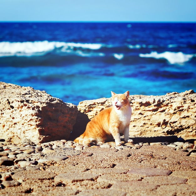 Littoral avec chat rugissant tabby au gingembre