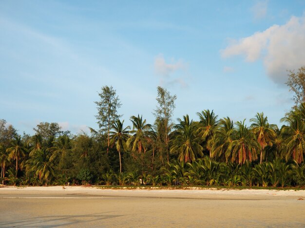 Littoral avec plage de sable et palmiers sur une île tropicale.