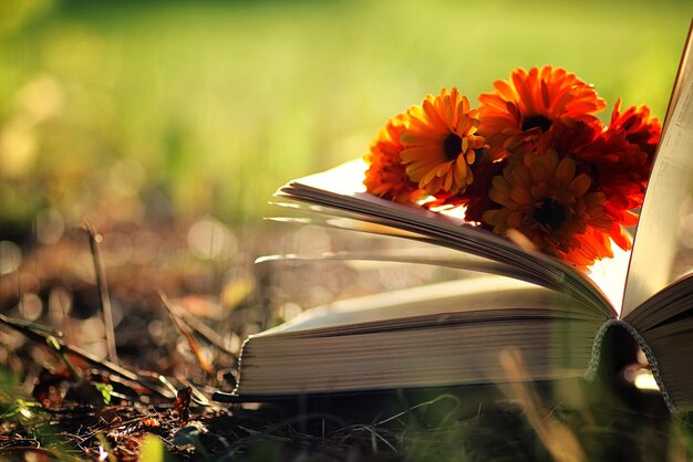 Livre ouvert avec fleur sur herbe