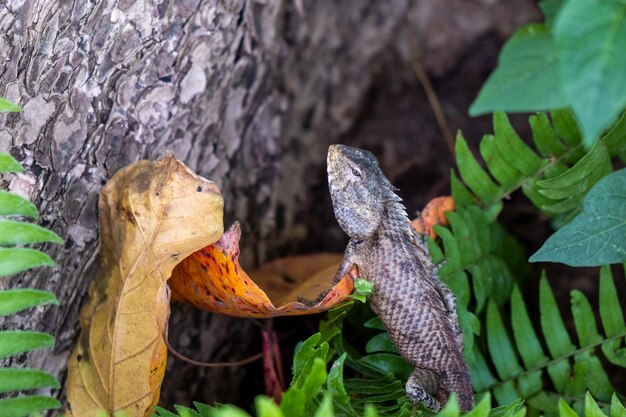 Lizzard gris sur l'arbre en pays tropical