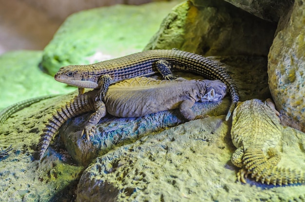 Lizzard plaqué à Loro Parque Tenerife Canaries