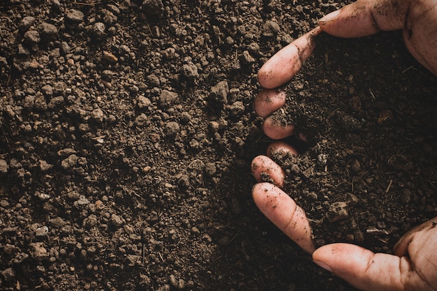 Loam Entre Les Mains Des Hommes Pour La Plantation.