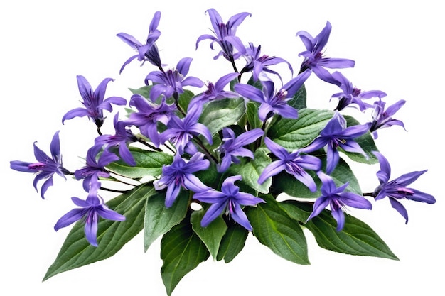 Lobelia fleur jardin tropical nature sur fond blanc