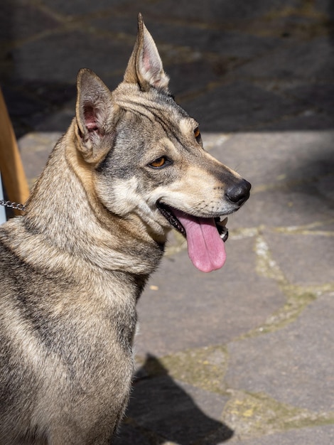 Lobito Herreno race espagnole et race indigène des îles Canaries