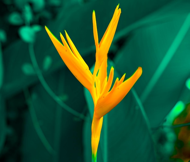 Lobsterclaws ou Heliconia flowe fleur orange avec des feuilles vertes tropicales sur fond