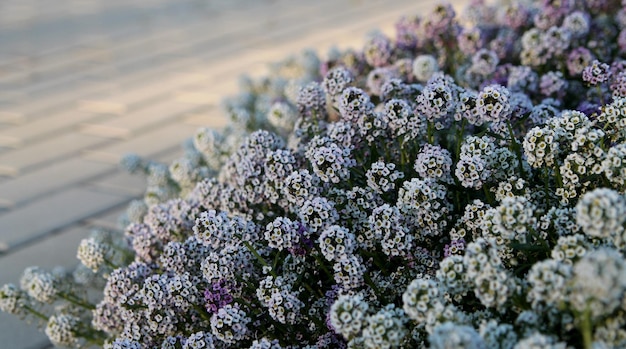 Lobularia dans le jardin, un tapis de petites fleurs blanches et roses