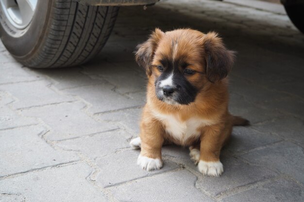 Location de chiots mignons.