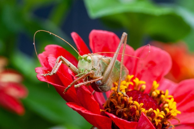 Locust Grass Hopper Une sauterelle différentielle traîner dans une prairie d'été