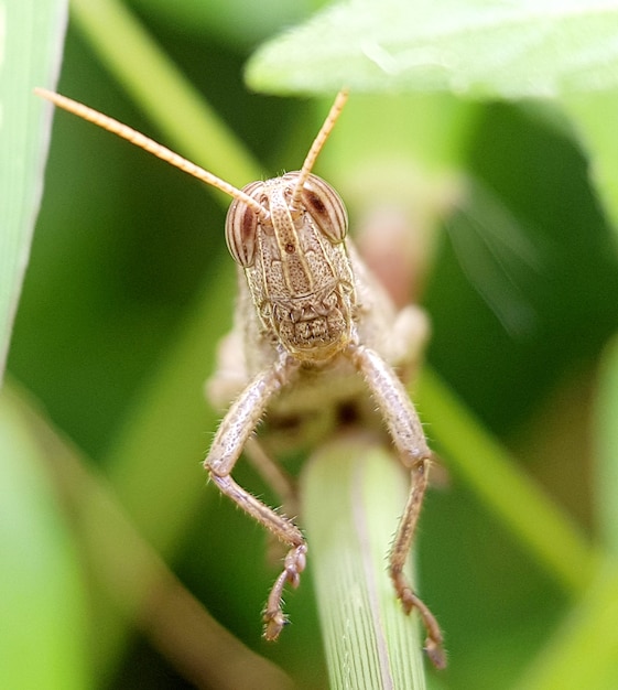 Photo locust se bouchent