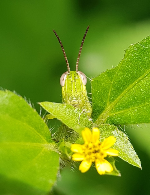 Photo locust se bouchent