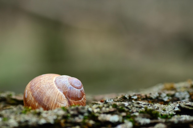 Logement d'escargot sur une écorce d'arbre