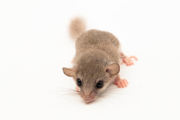 Le loir des bois Graphiurus murinus loir pygmée d'Afrique isolé sur fond blanc