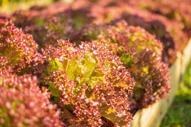 Lollo Rossa frais feuilles rouges salade de laitue plante en ferme biologique