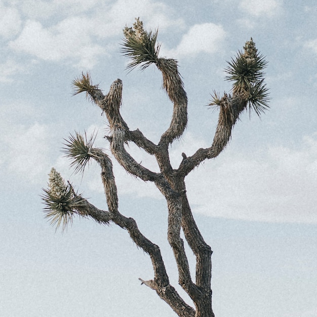 Lone Joshua Tree dans le désert californien