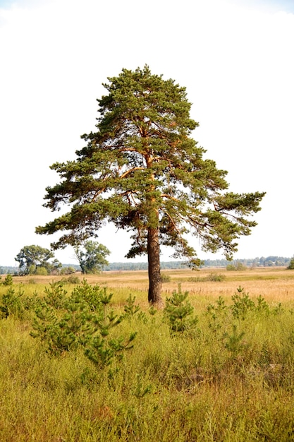 Lonely Tree