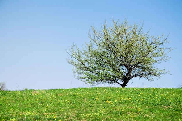 Lonely Tree