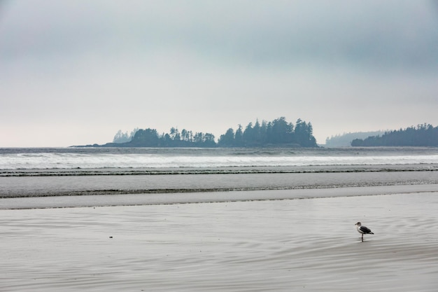 Long Beach Brouillard Tofino Vancouver Island BC Canada