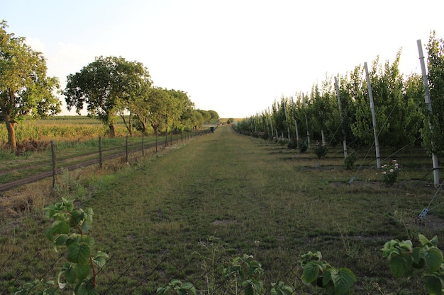 Un long chemin d'herbe avec des arbres en arrière-plan