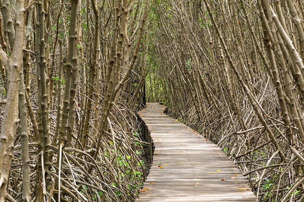 Un long sentier en bois dans la forêt de mangroves