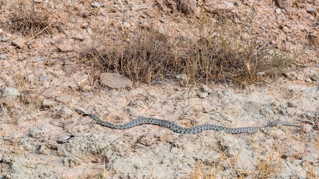 Long serpent dangereux dans le domaine