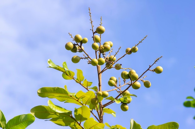 Longan fruits mûrs Dimocarpus longan avec ciel bleu