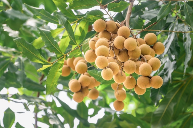 Longane frais jaune sur l'arbre