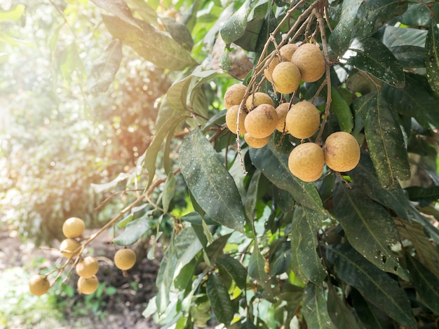 Longane mûr et frais accroché sur la branche, verger de Longan.