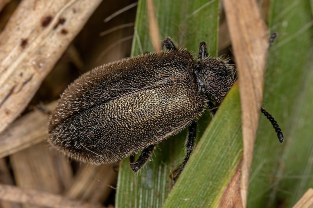 Photo longicorne adulte de l'espèce lagria villosa