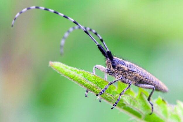 Un longicorne est assis sur une feuille Closeup Macro