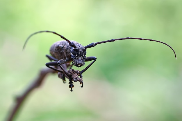 Le longicorne face gros plan sur la direction générale de l'insecte visage gros plan