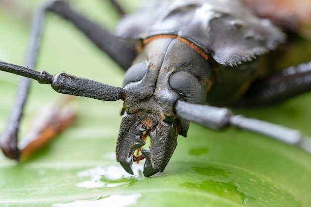 Longicorne fidjien géant de l'île de Koh Phangan Thaïlande Gros plan sur le longicorne fidjien géant Xixuthrus heros est l'une des plus grandes espèces d'insectes vivantsGrandes espèces de coléoptères tropicaux