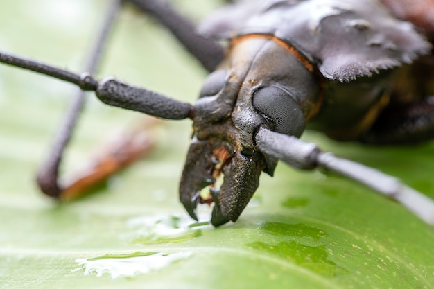 Longicorne géant fidjien de l'île de Koh Phangan, Thaïlande. Gros plan, macro. Longicorne géant fidjien, Xixuthrus heros est l'une des plus grandes espèces d'insectes vivants.Grandes espèces de coléoptères tropicaux