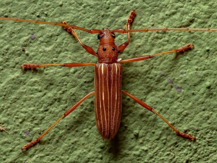 Longicorne typique du genre Eburodacrys