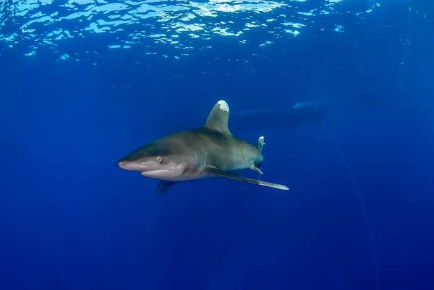 Longimanus dans le bleu avec un robot en arrière-plan