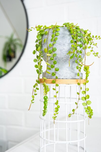 Photo de longs cils de peperomium prostrés dans un pot en béton pendent avec des feuilles de tortue rondes peperomy en gros plan à l'intérieur sur un fond blanc une plante ornementale