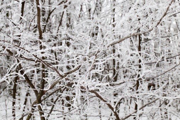 De longs cristaux pointus de givre sur de fines branches d'un arbre en hiver par temps glacial, close-up