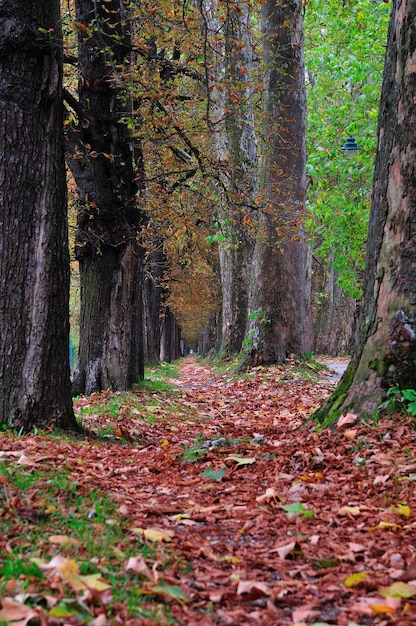 longue allée à la session d'automne d'automne représentant le concept infini