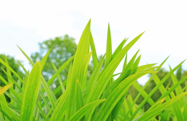 Longue feuille d&#39;arbre vert dans le jardin d&#39;été. La nature en gros plan laisse dans le jardin.