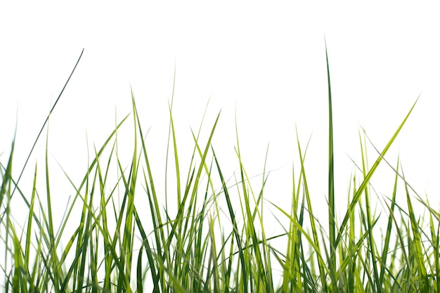 Longue herbe verte fraîche isolée