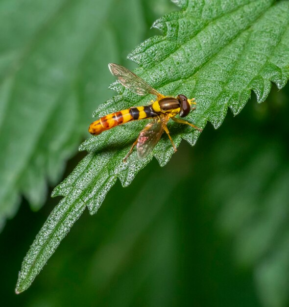 Une longue mouche volante sur une feuille d'ortie