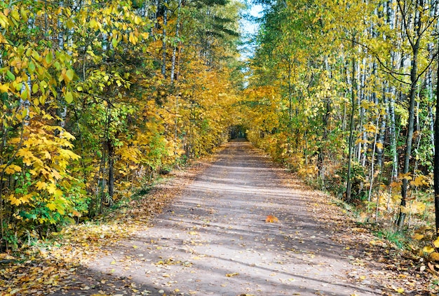 Longue les ombres sur la route forestière sortant au loin.