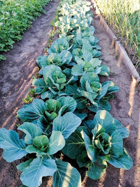 Longue plantation avec salade vitaminée