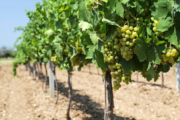 Une longue rangée de vignes avec des raisins en face de la récolte