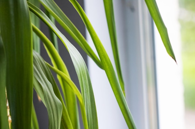 Longues feuilles vertes d'une plante d'intérieur