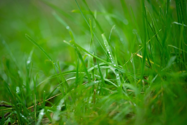 de longues herbes indigènes sur un pâturage agricole régénératif dans une prairie dans la brousse en Australie au printemps en Australie