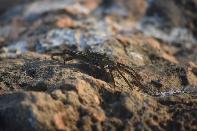 Longues pattes sur un crabe de mer vivant sur un gros rocher